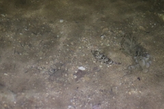 Sphoeroides greeleyi