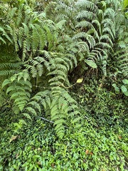 Dennstaedtia scandens