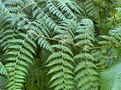 Dennstaedtia scandens