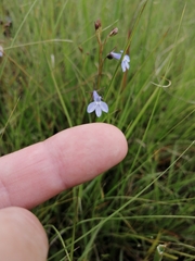 Lobelia flaccida