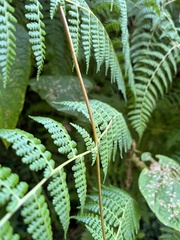 Dennstaedtia scandens