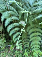 Dennstaedtia scandens