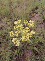 Helichrysum nudifolium