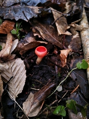 Sarcoscypha austriaca