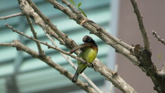Cinnyris jugularis