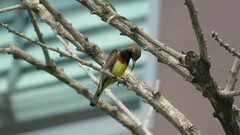 Cinnyris jugularis