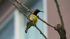 Cinnyris jugularis