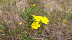 Cistus calycinus