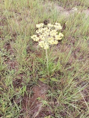 Helichrysum nudifolium
