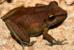 Pristimantis zeuctotylus