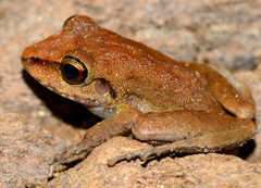 Pristimantis zeuctotylus