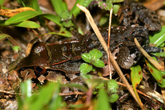 Leptodactylus knudseni