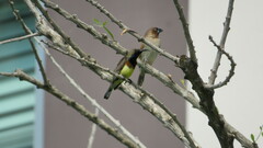 Cinnyris jugularis