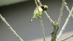 Cinnyris jugularis