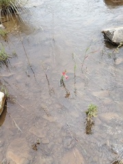Hesperantha coccinea