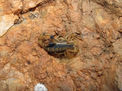 Uroplectes otjimbinguensis