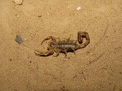 Uroplectes otjimbinguensis