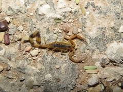 Uroplectes otjimbinguensis