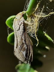 Abantiades labyrinthicus