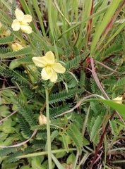 Chamaecrista mimosoides