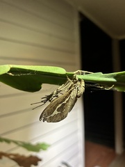 Abantiades labyrinthicus