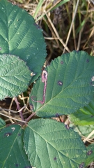Stigmella aurella