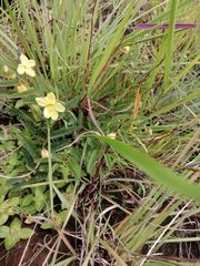 Chamaecrista mimosoides