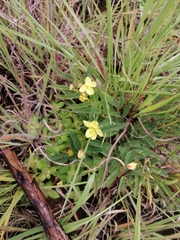 Chamaecrista mimosoides