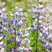 Sundial Lupine - Photo (c) cassi saari, some rights reserved (CC BY-SA)