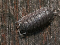 Porcellio scaber
