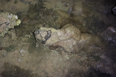 Palythoa caribaeorum