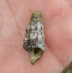 Cerithiidae
