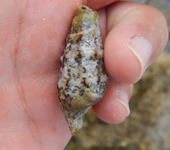 Cerithiidae