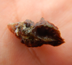 Cerithiidae
