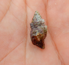 Cerithiidae