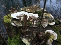 Trametes gibbosa