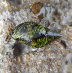Pisaniidae