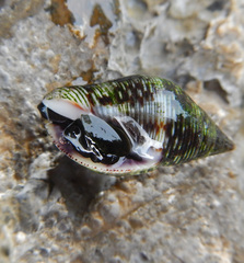 Pisaniidae