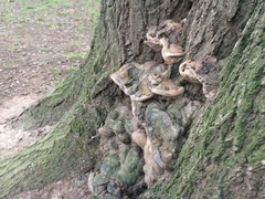 Fungi