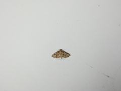 Glyphodes dinichealis