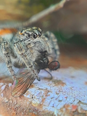 Philaeus chrysops