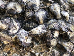 Acanthopleura gemmata