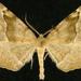 Neoselenia hilumaria - Photo (c) Jim Vargo at Moth Photographers Group, algunos derechos reservados (CC BY-NC-SA)