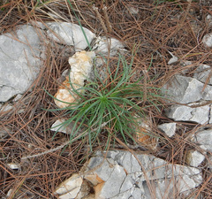 Plantaginaceae