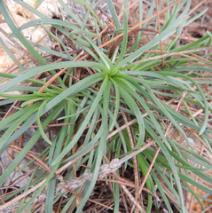 Plantaginaceae