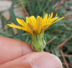 Reichardia