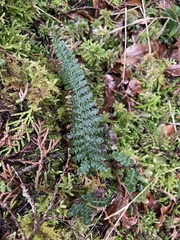 Polystichum parvipinnulum