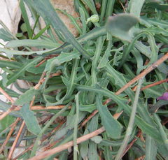 Reichardia