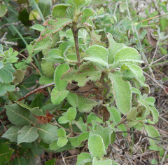 Cistus