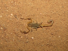 Uroplectes planimanus